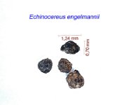 Echinocereus engelmannii.jpg